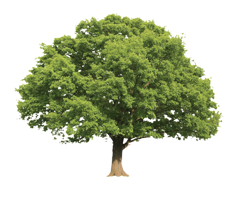 Amerisource Tree image
